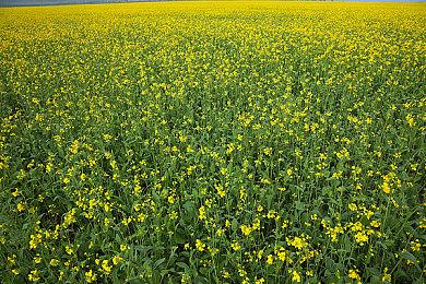 腾讯《硅基宇宙》实机演示 开放宇宙没有读条加载